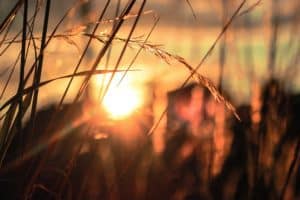 grass with sun setting | the DAWN Method