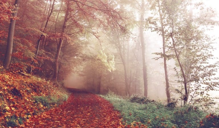 misty forest path carpeted with red leaves | the DAWN Method