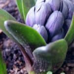 purple hyacinth bud | the DAWN Method
