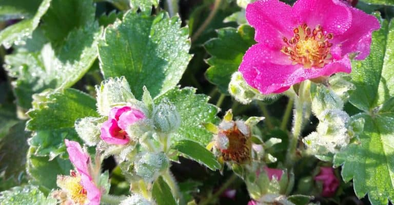 ornamental strawberry blossoms and leaves with dew | the DAWN Method