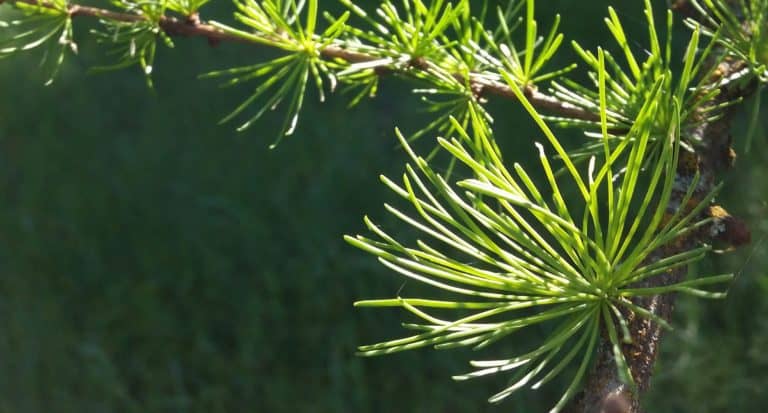 larch branches | the DAWN Method