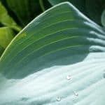 hosta leaf with water droplets | the DAWN Method