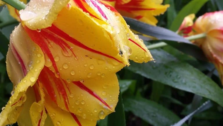 yellow and red striped tulips | the DAWN Method