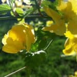 yellow flowers | the DAWN Method