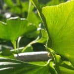 ginkgo leaves | the DAWN Method