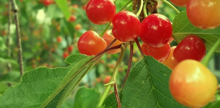 pie cherries on a tree | the DAWN Method