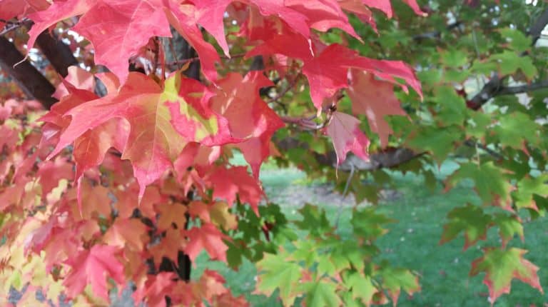 red and green maple leaves | the DAWN Method