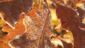frosted brown oak leaves on tree | the DAWN Method