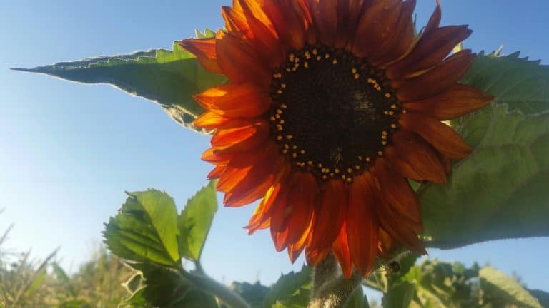 orange sunflower | the DAWN Method