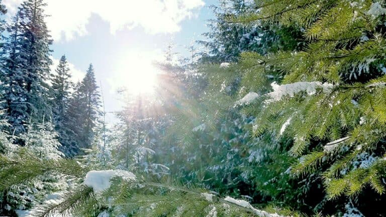 Pine forest with snow and sunburst