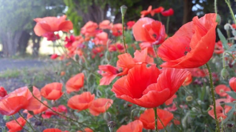 big red poppies | the DAWN Method