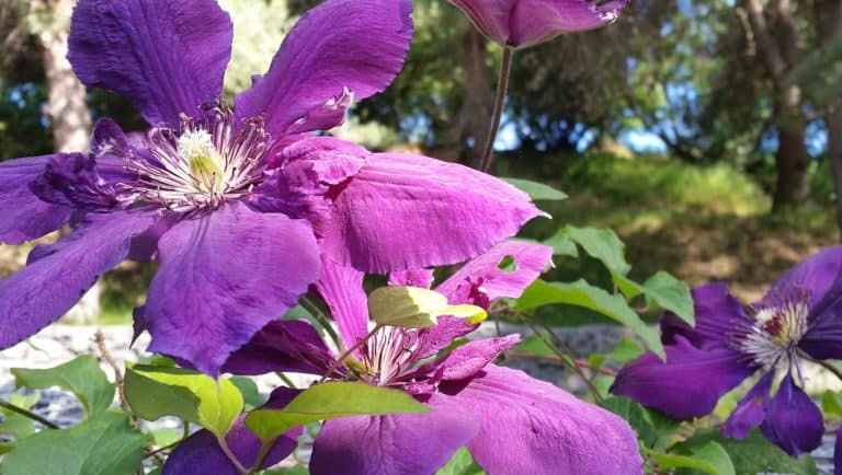purple clematis flowers