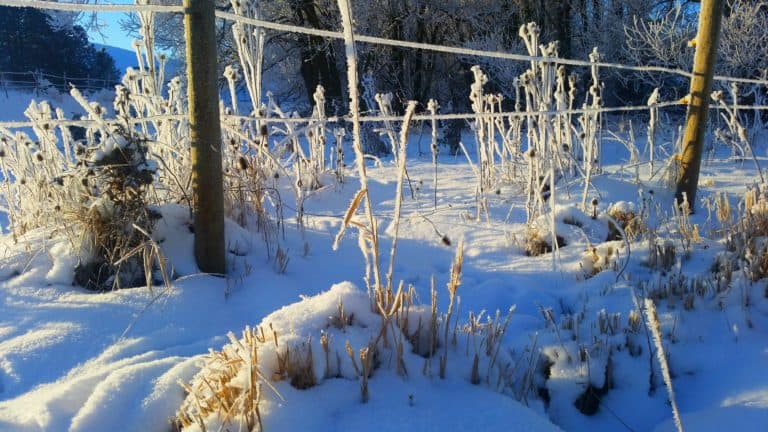 fence and weeds covered in snow and frost | the DAWN Method
