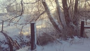 fence and trees with snow | the DAWN Method