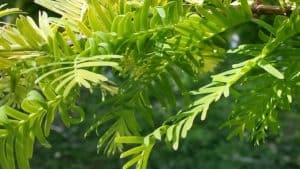 young conifer branches in spring | the DAWN Method