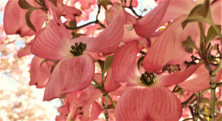 pink dogwood flowers | the DAWN Method