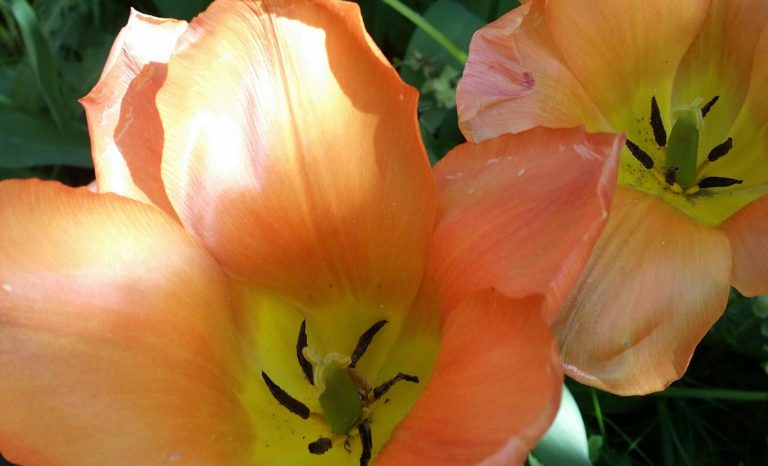 peach tulips | the DAWN Method