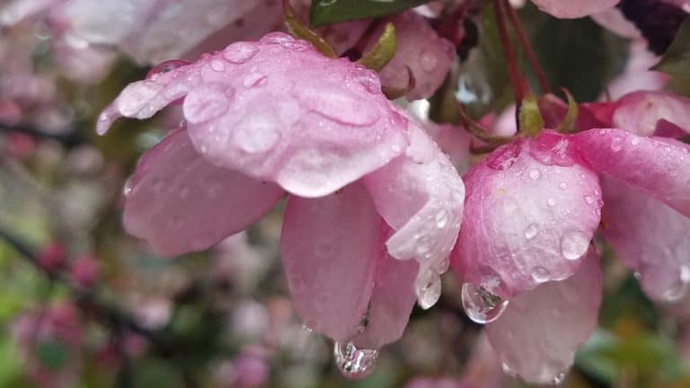 Pink Blossoms in the Rain | the DAWN Method