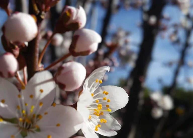 apple blossoms | the DAWN Method