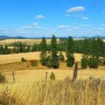 wheat fields in fall with pine trees and mountains in the distance | the DAWN Method