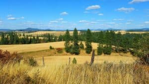 wheat fields in fall with pine trees and mountains in the distance | the DAWN Method