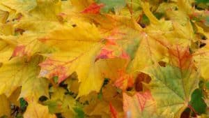 yellow fall leaves tinged with red and green | the DAWN Method